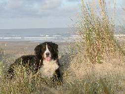 Les dunes de Le-Grand-Village-Plage