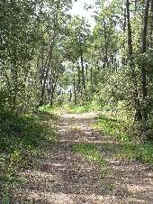 Wald in Le-Grand-Village-Plage